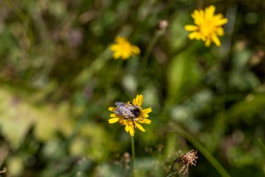 Sarı çiçekli arı. Makro görünümü kapat.