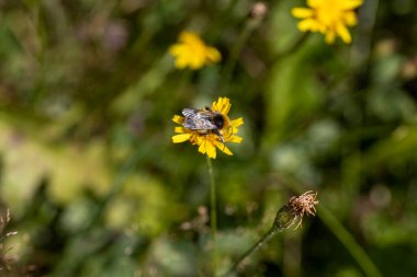 Sarı çiçekli arı. Makro görünümü kapat.