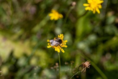 Sarı çiçekli arı. Makro görünümü kapat.