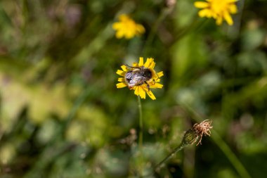 Sarı çiçekli arı. Makro görünümü kapat.