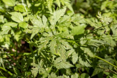 Ormanda yeşil yaprak. Makro görünümü kapat.