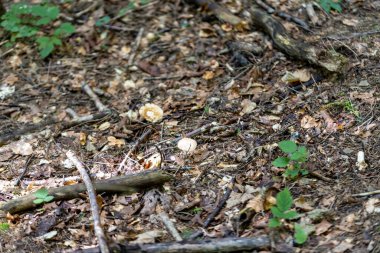 Yazın yeşil orman. Makro görünümü kapat.