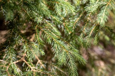 Kozalaklı dal. Makro görünümü kapat.