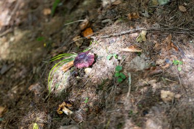 Bir yaz günü dağ ormanında mantar. Makro görünümü kapat.