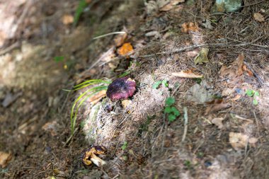 Bir yaz günü dağ ormanında mantar. Makro görünümü kapat.