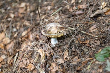 Bir yaz günü dağ ormanında mantar. Makro görünümü kapat.