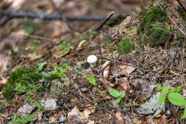 Bir yaz günü dağ ormanında mantar. Makro görünümü kapat.