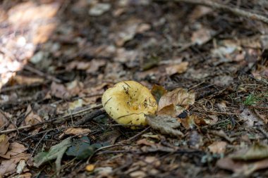 Bir yaz günü dağ ormanında mantar. Makro görünümü kapat.