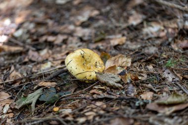 Bir yaz günü dağ ormanında mantar. Makro görünümü kapat.