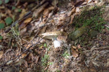 Bir yaz günü dağ ormanında mantar. Makro görünümü kapat.