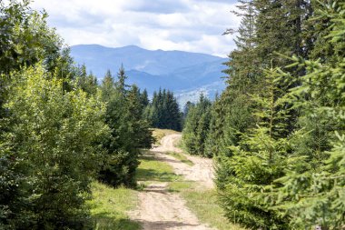 Bir yaz günü Ukrayna Karpatları 'nda toprak dağ yolu.