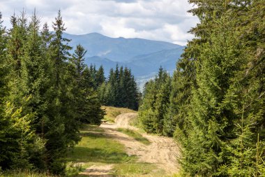 Bir yaz günü Ukrayna Karpatları 'nda toprak dağ yolu.