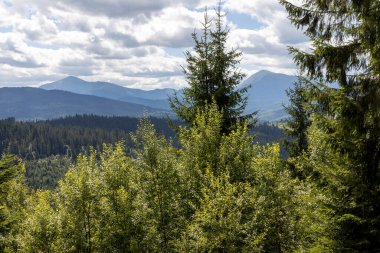 Bir yaz günü Ukrayna Karpatları 'nda dağ panoraması.