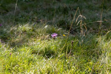 Yüksek Karpatlar 'da yeşil dağ çayırları