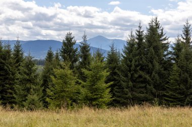 Bir yaz günü Ukrayna Karpatları 'nda dağ panoraması.