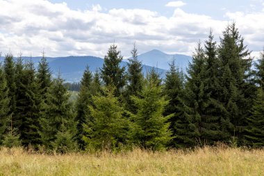 Bir yaz günü Ukrayna Karpatları 'nda dağ panoraması.
