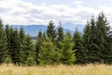 Bir yaz günü Ukrayna Karpatları 'nda dağ panoraması.