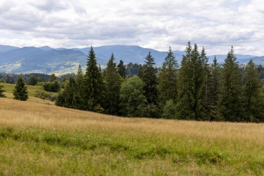 Bir yaz günü Ukrayna Karpatları 'nda dağ panoraması.