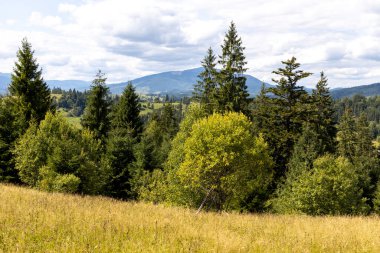Bir yaz günü Ukrayna Karpatları 'nda dağ panoraması.