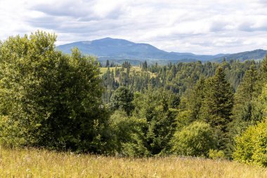 Bir yaz günü Ukrayna Karpatları 'nda dağ panoraması.