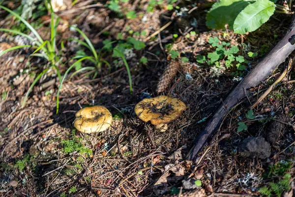 Grzyby Górskim Lesie Letni Dzień Zamknij Widok Makra — Zdjęcie stockowe