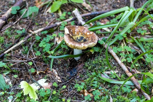 Bir yaz günü dağ ormanında mantar. Makro görünümü kapat.