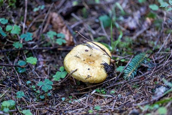 Bir yaz günü dağ ormanında mantar. Makro görünümü kapat.