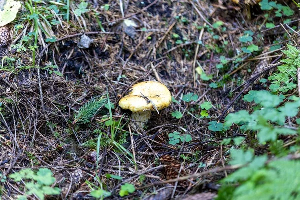 Bir yaz günü dağ ormanında mantar. Makro görünümü kapat.