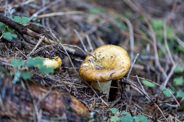 Bir yaz günü dağ ormanında mantar. Makro görünümü kapat.