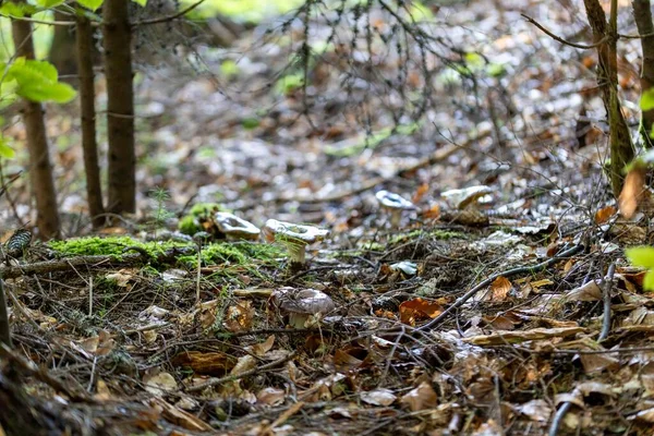 Bergwoud Oekraïense Karpaten — Stockfoto