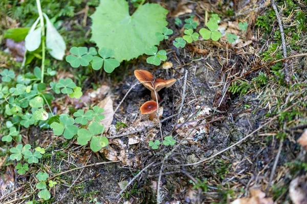 Bir yaz günü dağ ormanında mantar. Makro görünümü kapat.