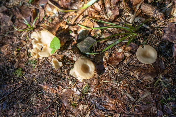 Bir yaz günü dağ ormanında mantar. Makro görünümü kapat.