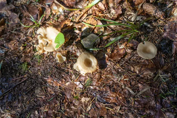 Bir yaz günü dağ ormanında mantar. Makro görünümü kapat.