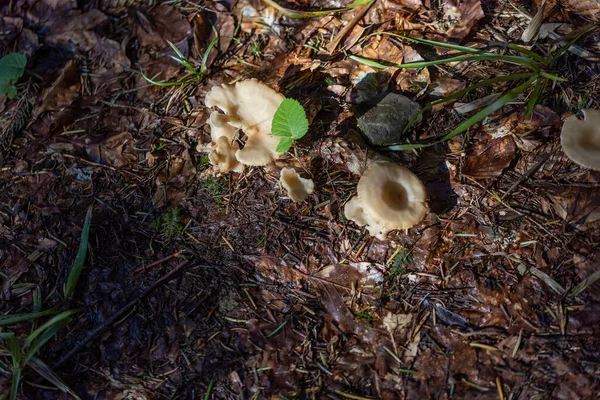 Mushroom Mountain Forest Summer Day Close Macro View — Foto de Stock