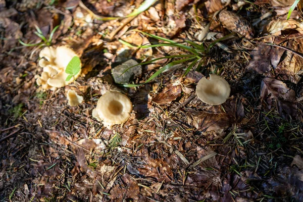 Mushroom Mountain Forest Summer Day Close Macro View — Foto Stock