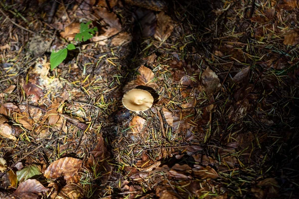 Bir yaz günü dağ ormanında mantar. Makro görünümü kapat.