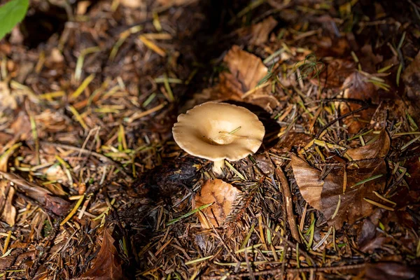 Bir yaz günü dağ ormanında mantar. Makro görünümü kapat.