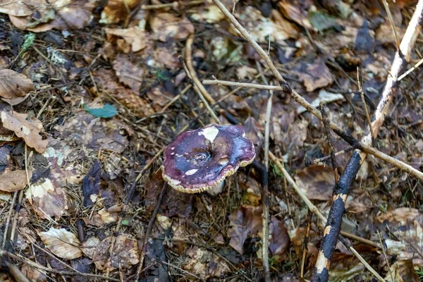 Bir yaz günü dağ ormanında mantar. Makro görünümü kapat.