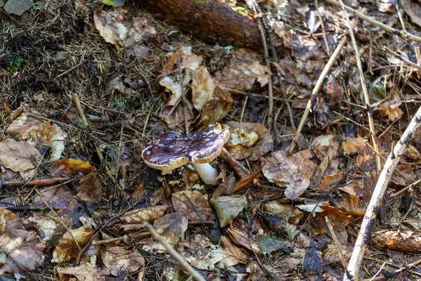 Bir yaz günü dağ ormanında mantar. Makro görünümü kapat.