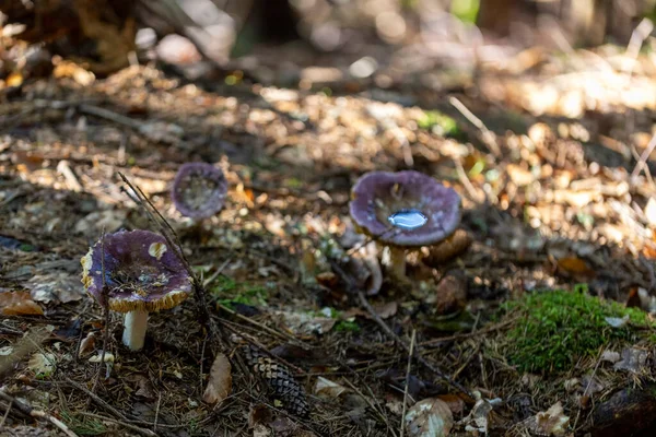 Champignon Dans Forêt Montagne Jour Été Gros Plan Macro Vue — Photo