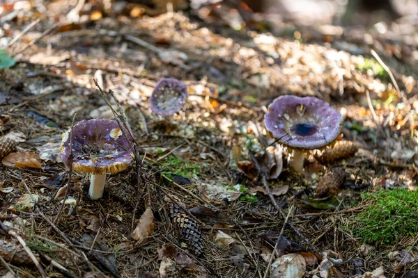 Svamp Fjällskogen Sommardag Närbild Makro — Stockfoto