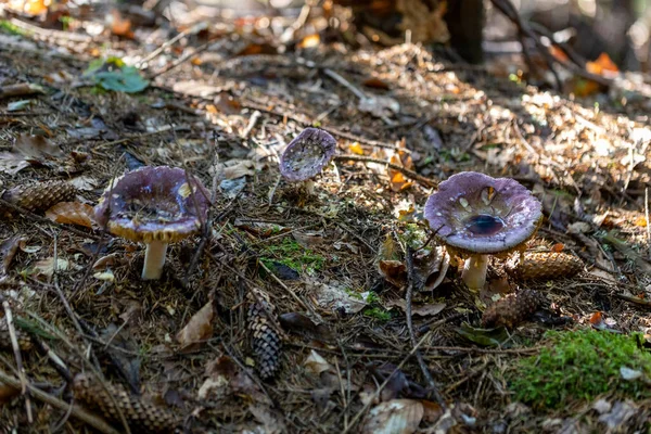 Mushroom Mountain Forest Summer Day Close Macro View — Fotografia de Stock