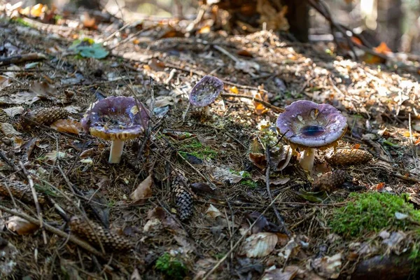 Μανιτάρι Στο Ορεινό Δάσος Μια Καλοκαιρινή Μέρα Κλείσιμο Προβολής Μακροεντολής — Φωτογραφία Αρχείου