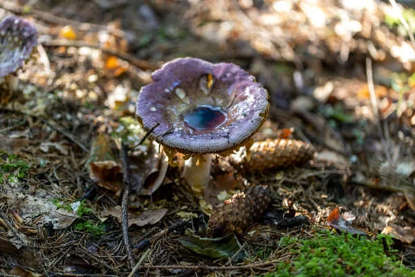 Mushroom Mountain Forest Summer Day Close Macro View — Foto Stock