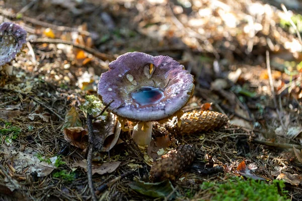 Bir yaz günü dağ ormanında mantar. Makro görünümü kapat.