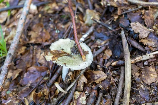 Bir yaz günü dağ ormanında mantar. Makro görünümü kapat.