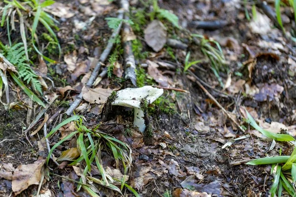 Bir yaz günü dağ ormanında mantar. Makro görünümü kapat.