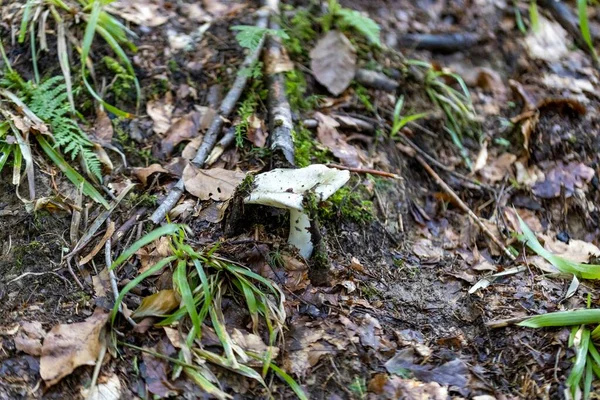 Bir yaz günü dağ ormanında mantar. Makro görünümü kapat.