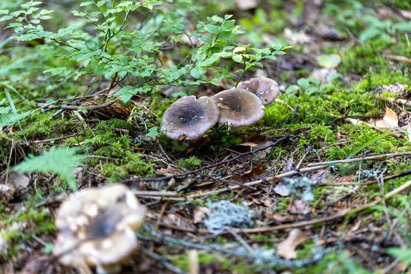 Bir yaz günü dağ ormanında mantar. Makro görünümü kapat.