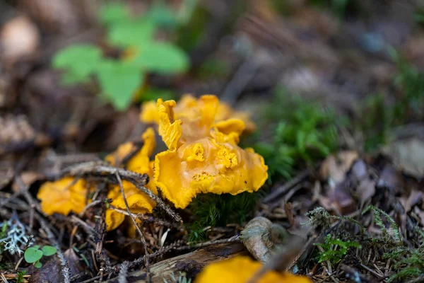 Paddenstoel Het Bergwoud Een Zomerdag Close Macro View — Stockfoto